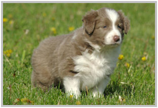 border collie speedy dream