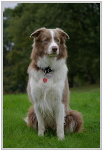 border collie speedy dream