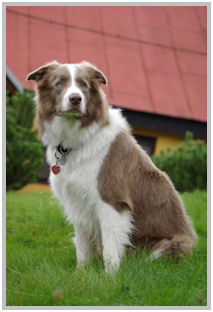 border collie speedy dream