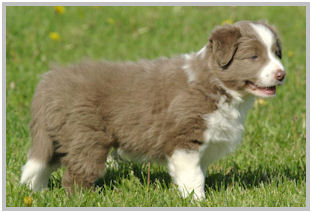 border collie speedy dream