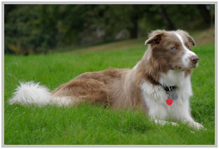 border collie speedy dream