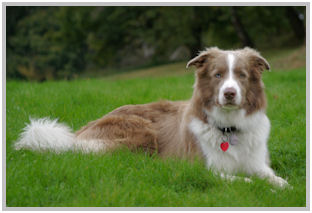 border collie speedy dream