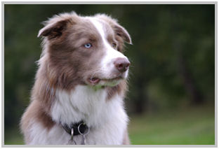 border collie speedy dream