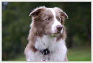 border collie speedy dream