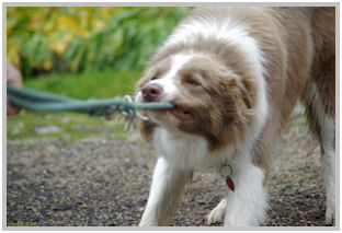 border collie speedy dream