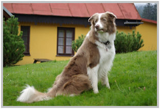 border collie speedy dream
