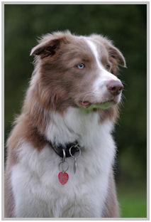 border collie speedy dream