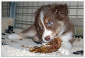 border collie speedy dream