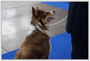 border collie speedy dream