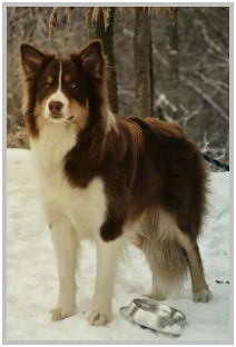 border collie speedy dream