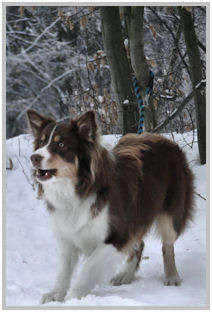 border collie speedy dream