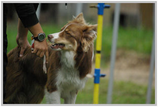 border collie speedy dream