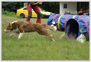 border collie speedy dream