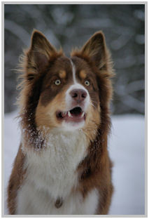 border collie speedy dream