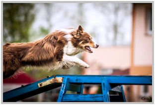 border collie speedy dream