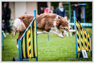 border collie speedy dream