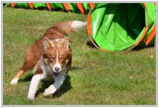 border collie speedy dream