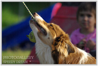 border collie speedy dream