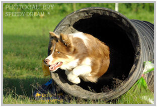 border collie speedy dream