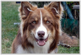 border collie speedy dream