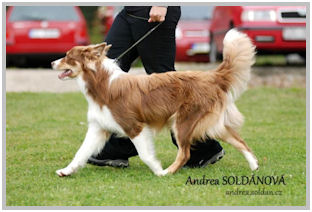 border collie speedy dream