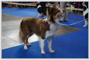 border collie speedy dream