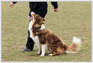 border collie speedy dream