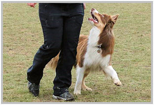 border collie speedy dream