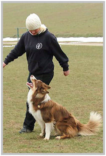 border collie speedy dream