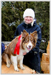 border collie speedy dream