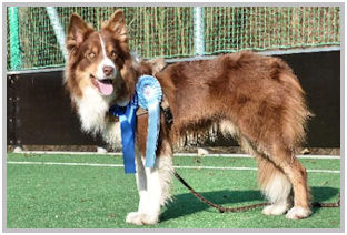 border collie speedy dream