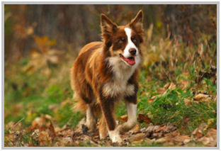 border collie speedy dream