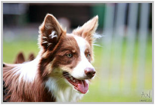 border collie speedy dream