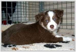border collie speedy dream
