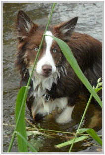 border collie speedy dream