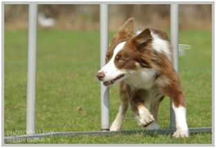 border collie speedy dream