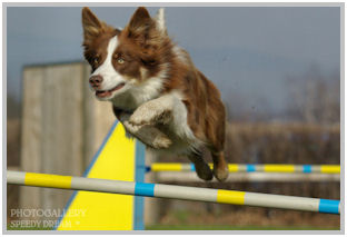 border collie speedy dream