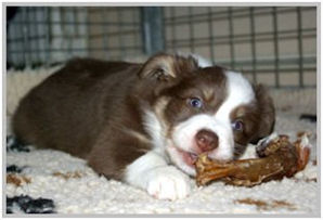 border collie speedy dream