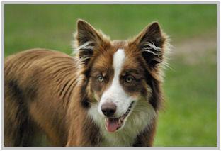 border collie speedy dream