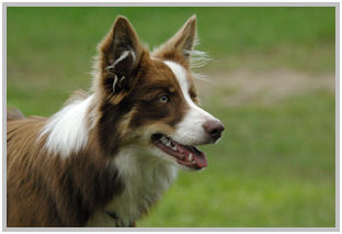 border collie speedy dream