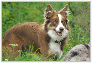 border collie speedy dream