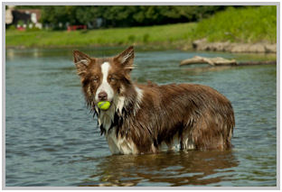 border collie speedy dream