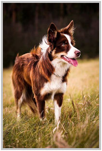 border collie speedy dream