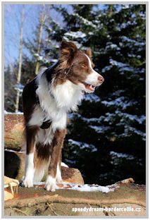 border collie speedy dream