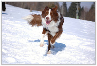 border collie speedy dream