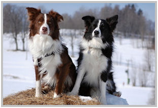 border collie speedy dream