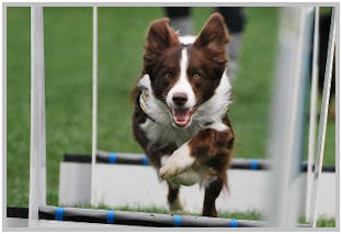 border collie speedy dream