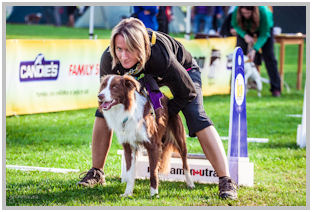 border collie speedy dream