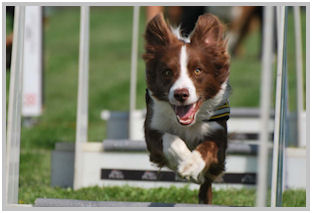 border collie speedy dream