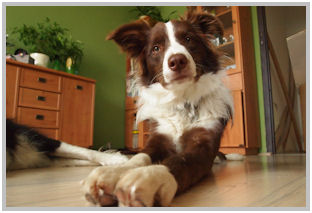 border collie speedy dream